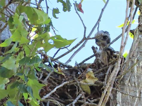 Red Tailed Hawk Nests Mcrcd
