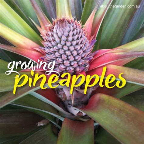 How To Grow A Pineapple Growing Pineapple Pineapple Growing Fruit Trees