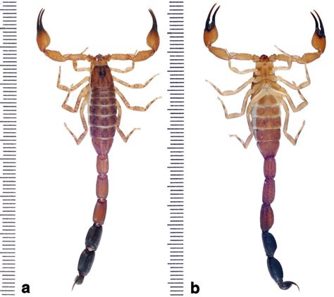 Adult Male Topotype Of Tityus Smithii A Entire Dorsal View B Entire