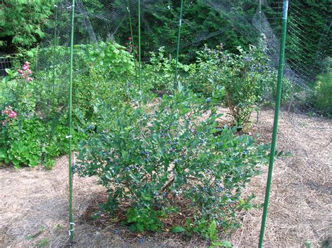 How To Grow Blueberries Growing Blueberries Blueberry Bushes