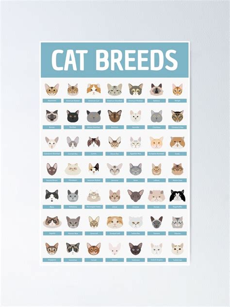 The Funniest Cats Cat Breeds Poster