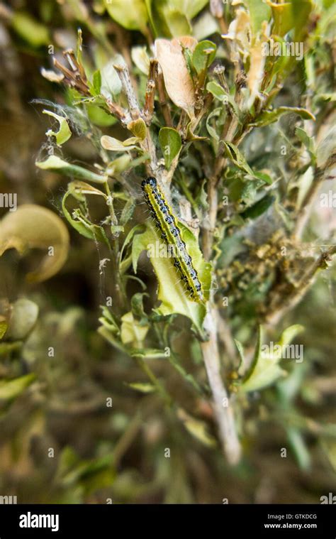 Caterpillar Of The Box Tree Moth Cydalima Perspectalis Eating Box