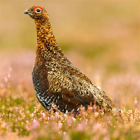 Why Grouse Is Becoming More Exclusive Than Ever Sykes House Farm