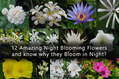 12 Amazing Night Blooming Flowers Night Blooming Flowers Plants