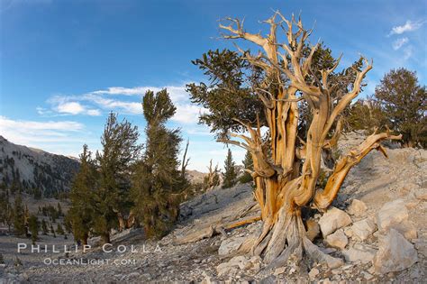 Bristlecone Pine Pinus Longaeva White Mountains Inyo National Forest