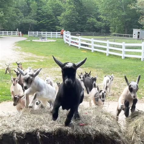 60 Baby Goats Go Out For An Epic Run Animal Rescue Society