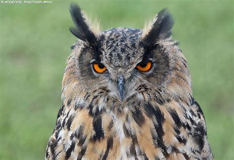 European Eagle Owl Falconry Fair Mandenno Photography Flickr