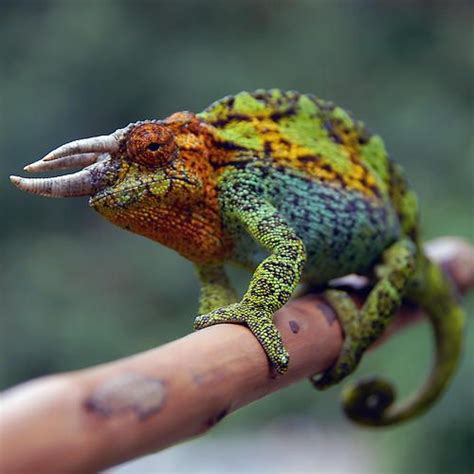 Earthandanimals Jackson Chameleon Lizard Cute Reptiles