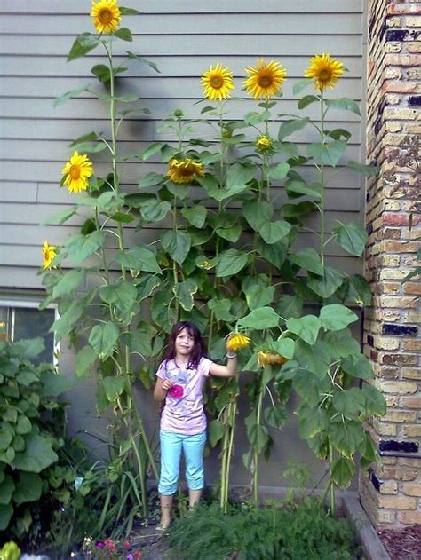 Awesome 29 Stunning Sunflower Garden Ideas 29