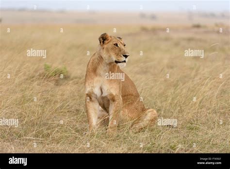 Lioness Panthera Leo Sitting In The Grass Maasai Mara National
