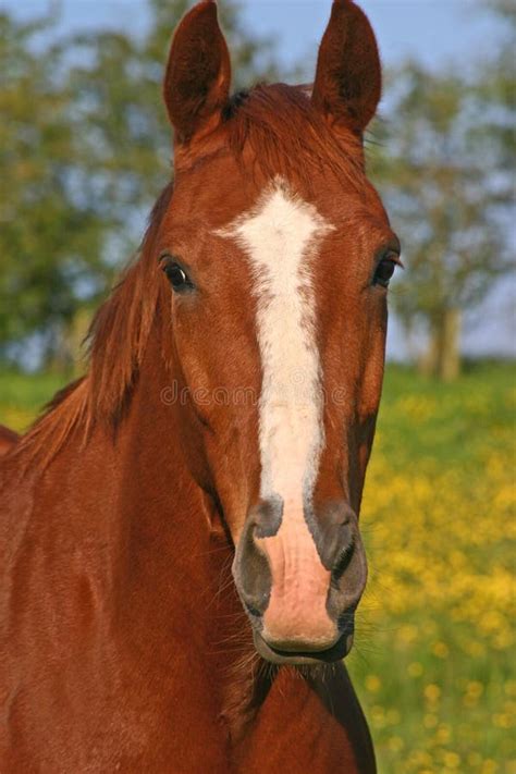 Chestnut Horse Stock Photo Image 2575330