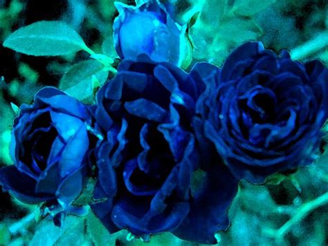 Free Download Rose Wallpaper Blue Rose Hd Wallpaper Download 1024x768