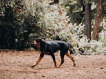Rottweiler: Información, Características Y Datos De La Raza