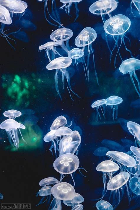 Jellyfish Under The Sea Background Fish Background Ocean Life