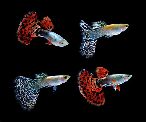 Cobra Guppy Care Guide: Everything You Need To Know