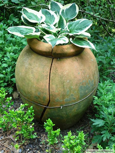Great Old Pot Of Hostas Container Gardening Hostas Garden And Yard