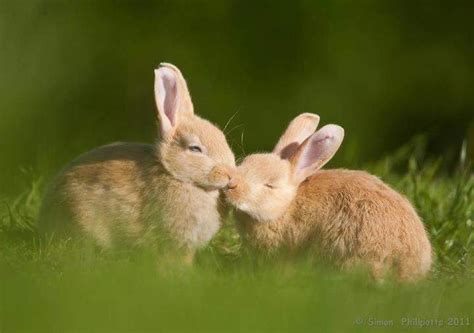 Bunny Kisses With You Pinterest