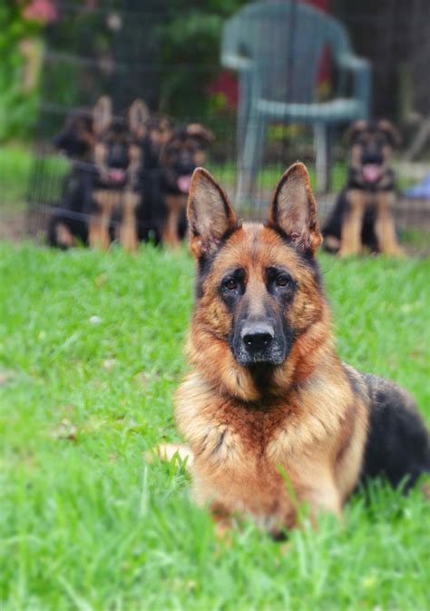 German Shepherd For Sale In Texas Petsidi