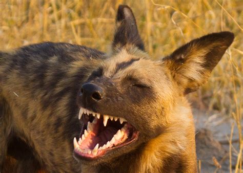 African Wild Dog Close Up Frightening Teethand Fright Flickr