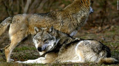 Wolves Good For Us Parks Report Says