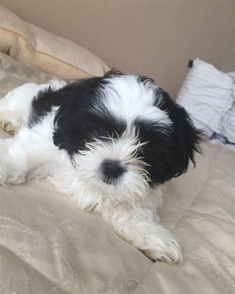See more of shitzu puppies on facebook. Shih Tzu Puppies For Sale | Fort Wayne, IN #261380