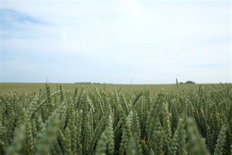 Free Images Field Wheat Prairie Food Produce Crop Agriculture