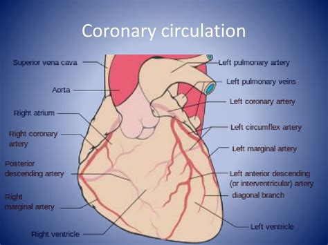 Ppt Anatomy And Electrophysiology Of The Heart Powerpoint