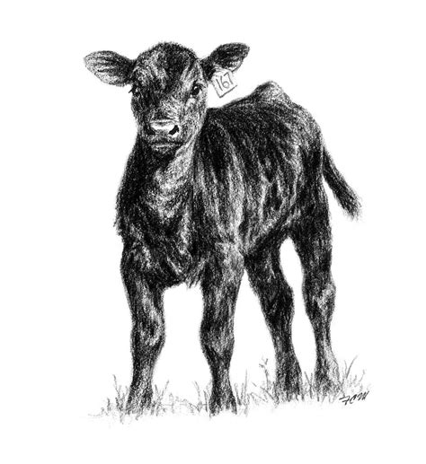 Cow Calf Drawing Free Image Download