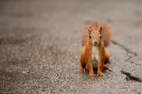 Red Squirrel Pictures Download Free Images On Unsplash