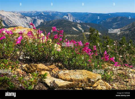 Pink Wildflowers With Rocks And Valley View Half Dome In Distance