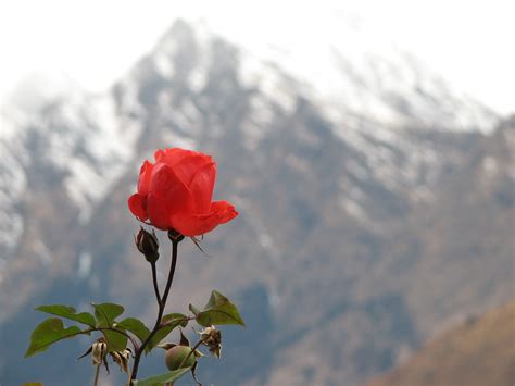 Rose By A Snowy Mountain Netlancer2006 Flickr