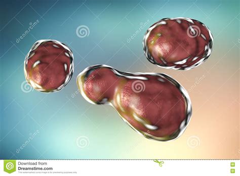 Cryptococcus Neoformans Membrane Cell Wall And Capsule Diagram