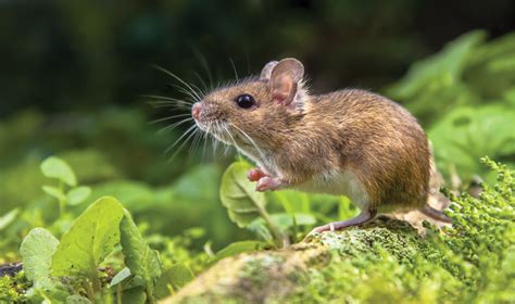 Deer Mice More Than Just A Carrier Of Lyme Disease Pest Control