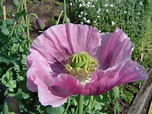 File:Opium poppy.jpg