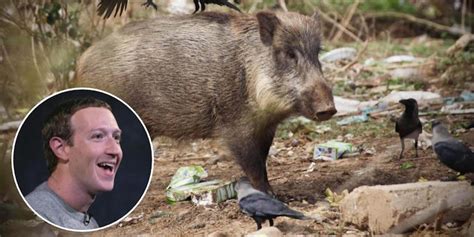 Mark Zuckerberg Has An Unconventional Hobby Hunting Wild Boars With A