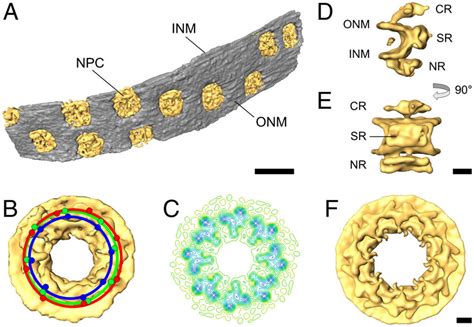 Structure Of The Nuclear Pore Complex From D Discoideum Obtained By