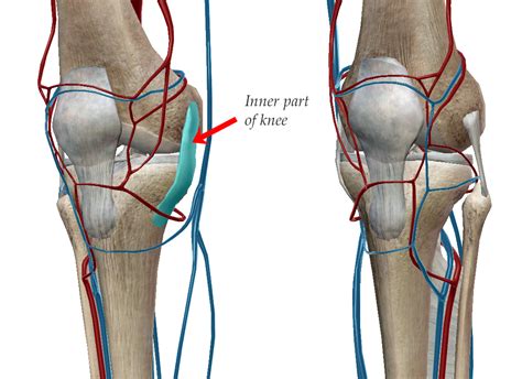 Medial Collateral Ligament Injury Mcl