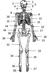 What part of your body has been broken? Know major bones of body: flashcards | Quizlet