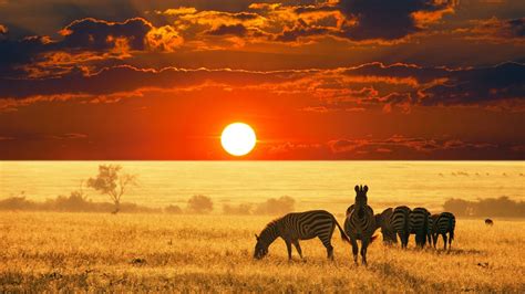 Zebras Animals Sun Nature Sky Landscape Wallpapers Hd Desktop