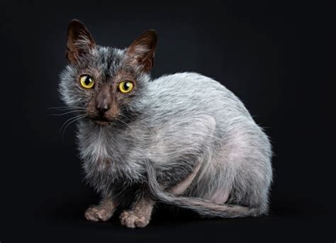 15 Pictures About Werewolf Cat Pets Lovers