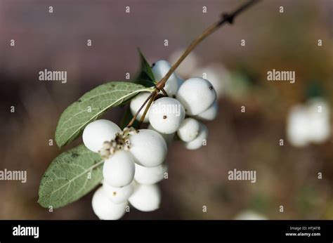Snowberries Stock Photo Alamy