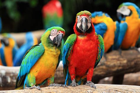 Macaw Wallpapers Pictures Images