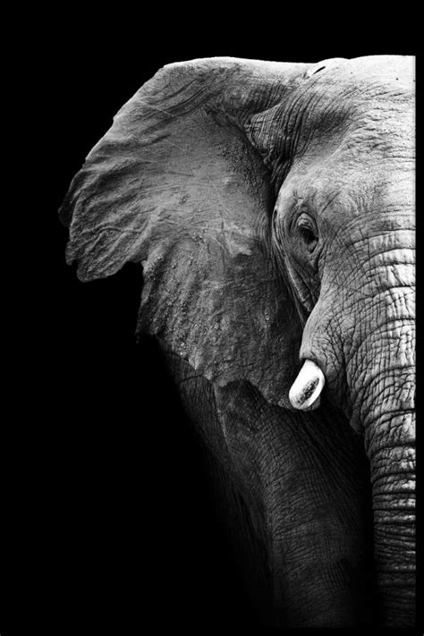 Elephant Portrait Black And White Poster