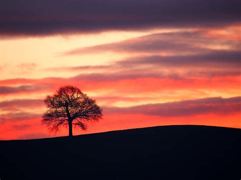Lone Tree At Sunrise A Tree I Have Photographed Many Times Flickr