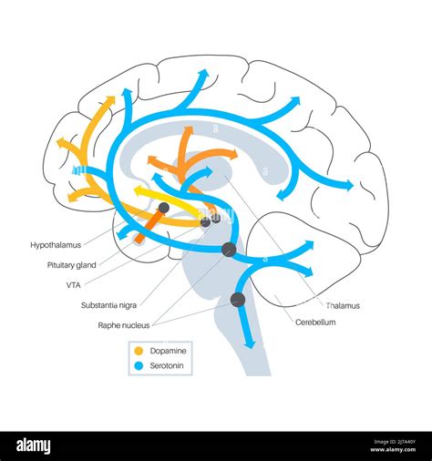 Serotonin And Dopamine Pathway Illustration Stock Photo Alamy