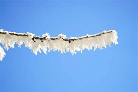 Free Images Branch Snow Cold Winter Sky White Frost Daytime