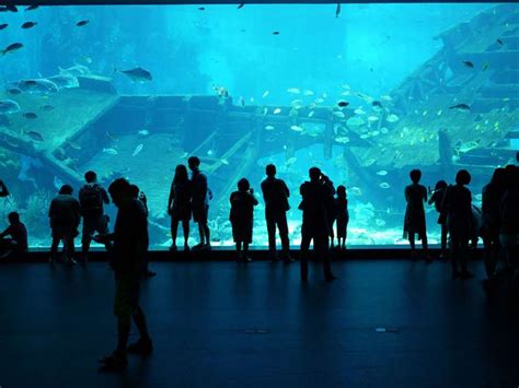 Resorts World Sea Aquarium Wedding Venues In Singapore