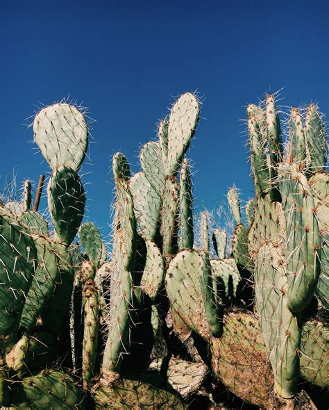 One Cactus Arizona Cactus Plants Cactus Plants