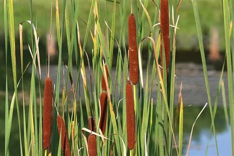 161 Bulrush Plants Photos Pictures And Background Images For Free