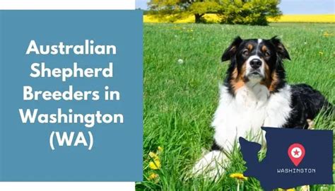 15 Australian Shepherd Breeders In Washington Wa Australian